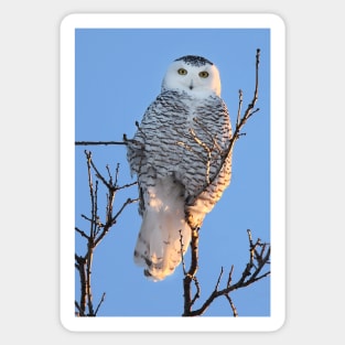 Snowy Owl Sticker